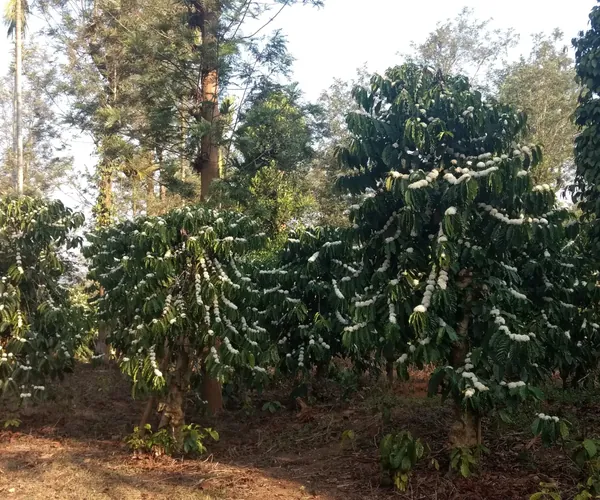 Coffee in full bloom