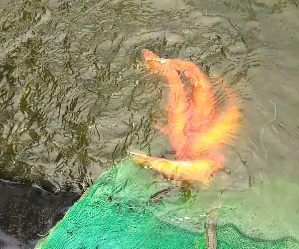 Gold fish frolicking in our reservoir