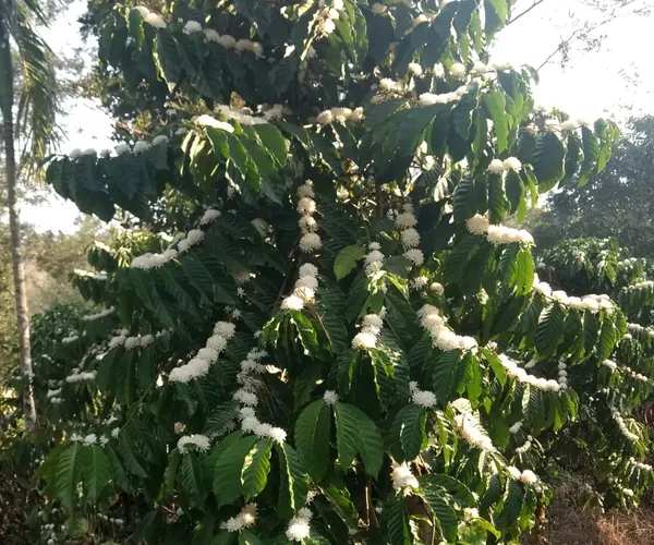 The blooms smell like jasmine