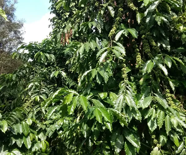 Zoom to see the green coffee berries