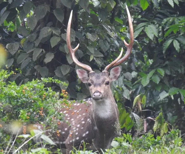 Regular visitors